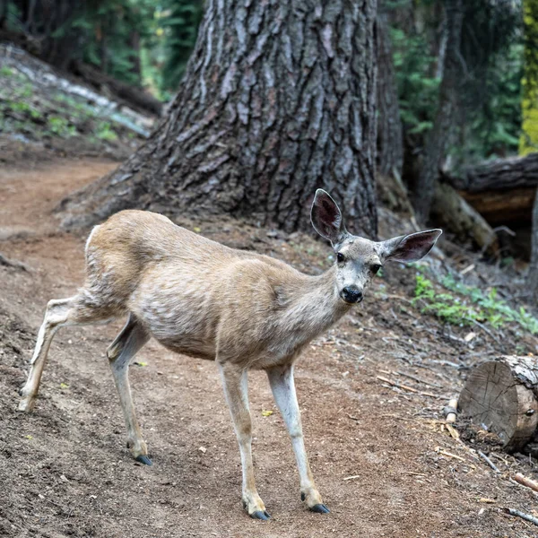 Nyfikna Rådjur Stannar När Den Korsar Smutspåret Sequoia Nationalpark — Stockfoto