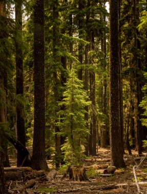 Ormandaki Çam Ağacı Fidanı