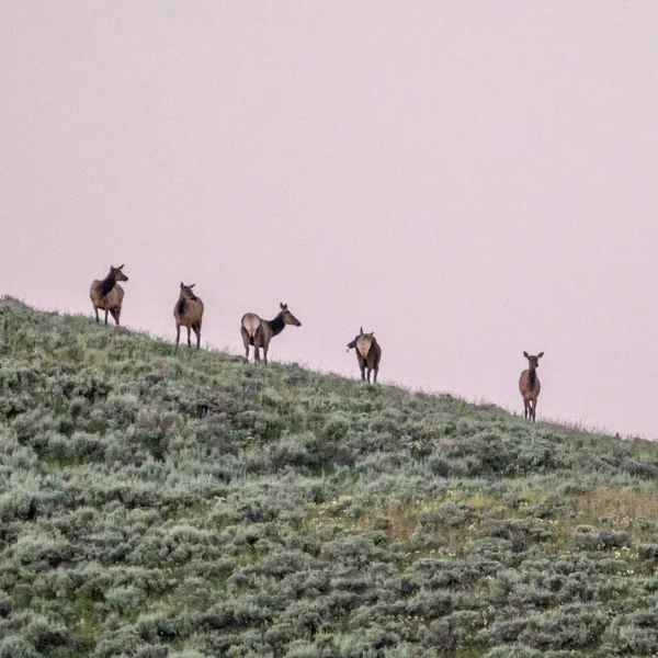 Cinq Femelles Broutent Coucher Soleil Dans Parc National Yellowstone — Photo
