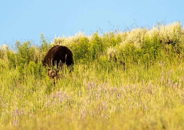 Grizzly Cub Смотрит Вверх Мамой Позади Люпин Полевых Полевых Диких — стоковое фото