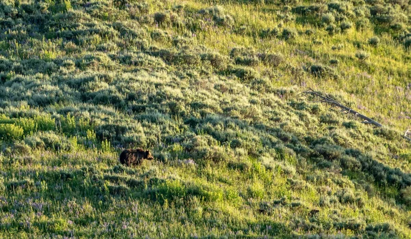 Grizzly Bear Hillside Hayden Valley Yellowstone — Stockfoto