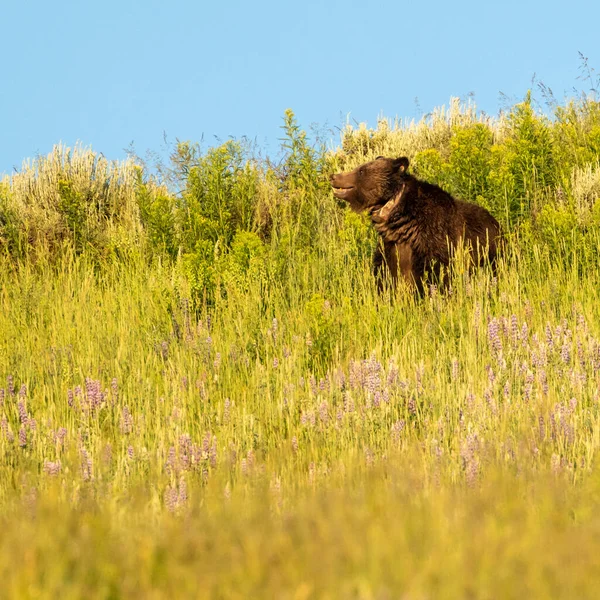 Mama Grizzly Lifts Head Out Wildflower Field Yellowstone National Park — Stock fotografie