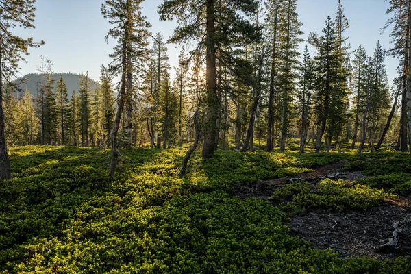 Nízko Rostoucí Keře Pokrývka Lesní Podlaha Lassenském Sopečném Národním Parku — Stock fotografie