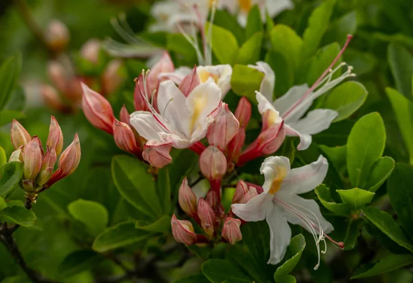 Halvány Rózsaszín Azálea Virágzik Laurel Mentén Yosemite Ben — Stock Fotó