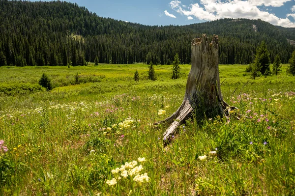 Starý Pařez Divoké Květiny Podél Slaninové Kůry Creek Yellowstone National — Stock fotografie