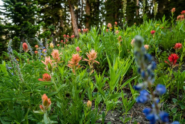 Pálido Rosa Pincel Florescer Longo Trilha Grand Teton National Park — Fotografia de Stock