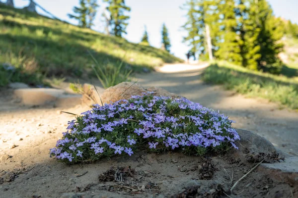 Patch of Mountain Phlox Grows In The Middle Of Trail To Garfield Peak in Crater Lake National Park