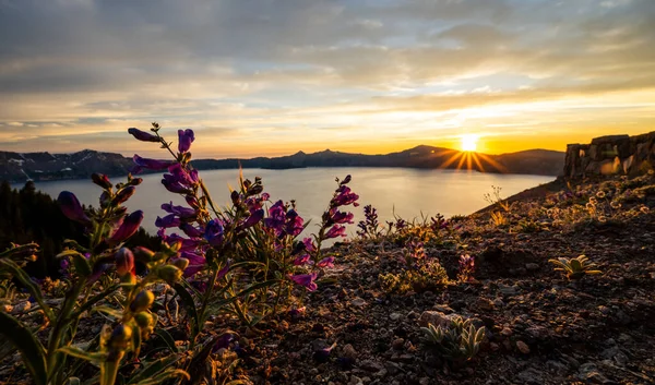Penstemon Λουλούδια Πιάσει Τις Τελευταίες Ακτίνες Του Ήλιου Πάνω Από — Φωτογραφία Αρχείου
