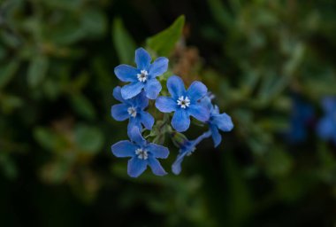 Yosemite Ulusal Parkı 'ndaki Miguel Meadows İtfaiye Yolunda Yaprak Tohumu çiçek açıyor