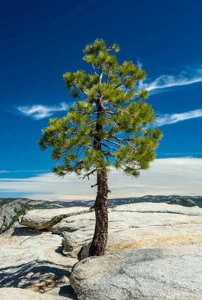 Seul Pin Pousse Des Rochers Long Sentier Pohono Yosemite — Photo