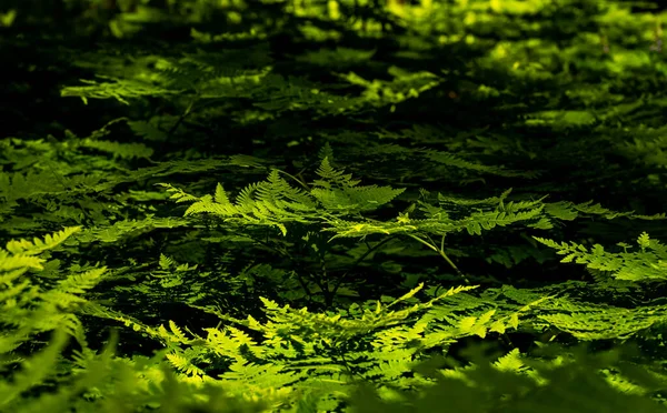 Tips Ferns Catch Light Shadows Thick Forest — Stok Foto