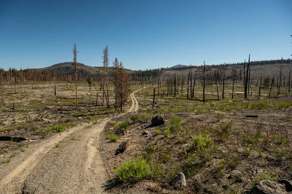 Две Тропы Дворян Эмигрантов Проходят Через Территорию Уничтоженную Лесным Пожаром — стоковое фото