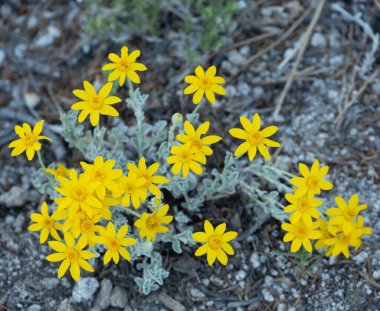 Parlak Sarı Çiçekler Agains Yosemite 'deki Yerin Sessiz Rengi