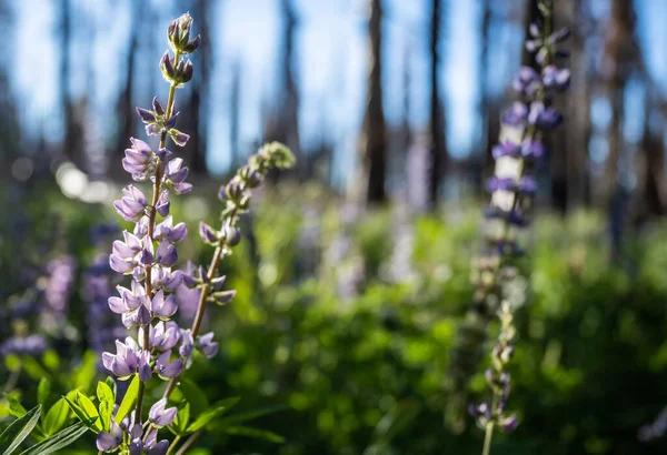 Arching Blossom Lupine Wildflower Copy Space Right — Stock fotografie