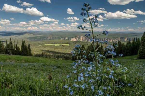 여름에 꽃피는 Forget Plant Stands Trail Overlooking Grand Canyon Yellowstone — 스톡 사진
