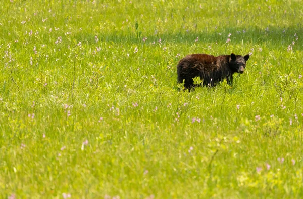 Fekete Medve Réten Visszanéz Kamerába Sequoia Nemzeti Parkban — Stock Fotó