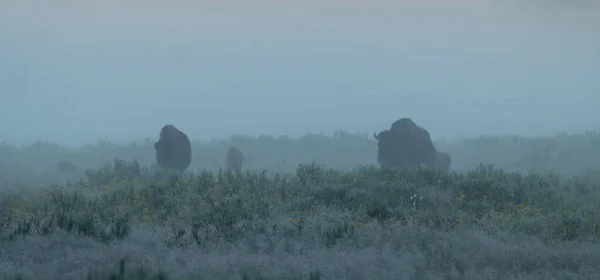 Bison Dans Brouillard Matinal Marche Vers Caméra Sur Les Fleurs — Photo
