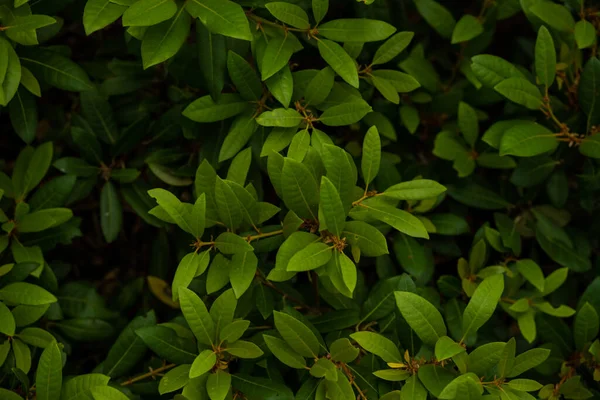 Яскраво Зелене Листя Тіні Нижче — стокове фото
