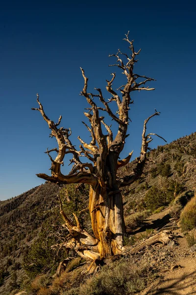 死亡谷望远镜山顶小径沿线的碧丝莲树 — 图库照片