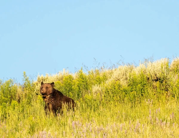 Collared Mother Grizzly Bear Surveys the Area around her grazing family in Hayden valley