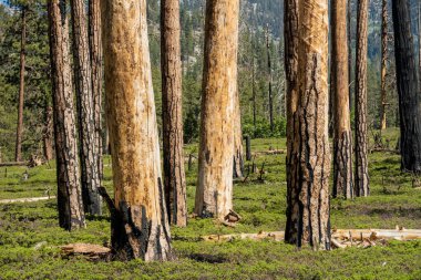 Kings Canyon Ulusal Parkı 'nda Kısa Yeşil Fırça ile çevrili Dev Çamlar