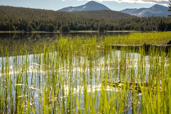 约塞米蒂的浅水绿草生长在淡水湖边 — 图库照片