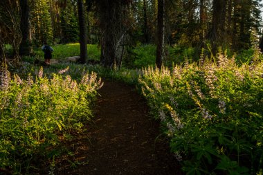 Sabah Işığı Lassen Volkanik Ulusal Parkı 'nda Lupine Çiçek Açtı