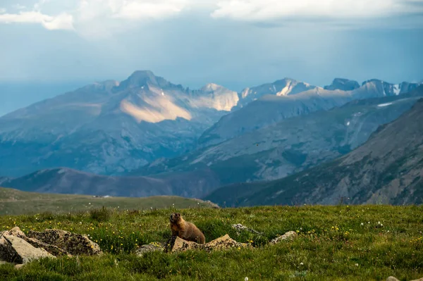 Marmot Pózok Tundrán Hosszú Csúcsokkal Távolban — Stock Fotó