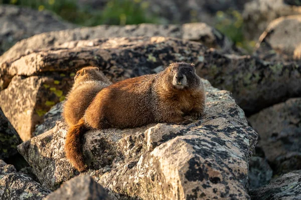 Anya Marmot Néz Kamera Babával Háttérben Rocky Mountain Nemzeti Park — Stock Fotó