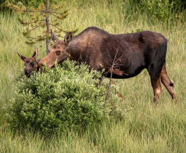 Mother Calf Attack Willow Bush While Grazing Grand Teton National — Stock Photo, Image