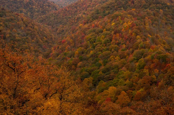 沿着蓝色山脊的人行道 橘红色的叶子在整个山谷的树上飘扬 — 图库照片