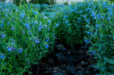 Rocky Creek, Yellowstone 'daki BlueBell Dağı' nın yamacında yatıyor.