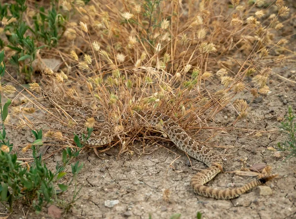 黄石公园里的响尾蛇爬过一丛丛干草 — 图库照片