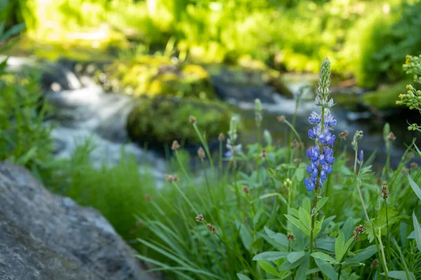 Single Lupine Bloom Stands Tall Paradise Meadows Lassen Volcanic National — Stock fotografie