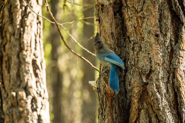 Stellars Jay Perched Pine Tree Looks Camera Forest Kings Canyon — Stock Photo, Image