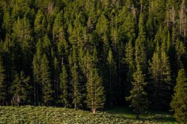 Hayden Vadisi 'nin kıyısındaki Kalın Çam Ormanı' nın kenarında.