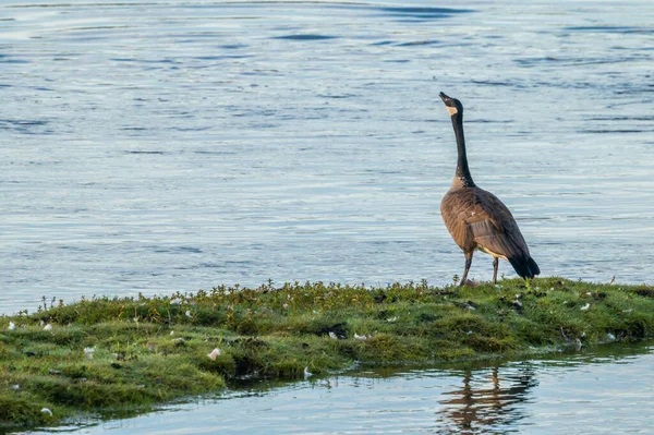 Canadá Goose Fica Ilha Parece Que Está Uivando Yellowstone — Fotografia de Stock