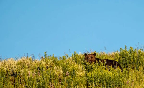 Dewe Faced Grizzly Bear Blickar Upp Från Den Höga Gräset — Stockfoto