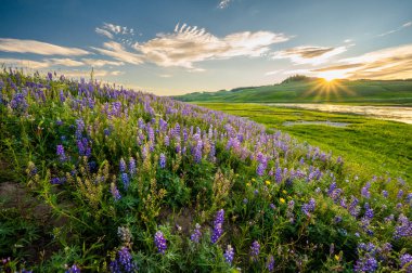 Hillside, Hayden Vadisi 'nde gün batımında Mor Lupine parıltılarıyla kaplıydı.