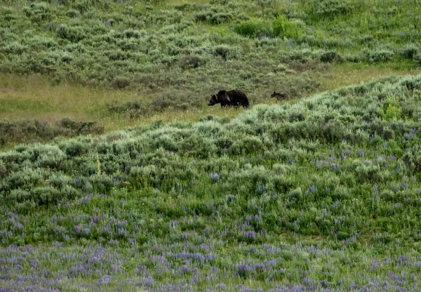 Grizzly Bear Cub Följer Mamma Över Hillside Yellowstone — Stockfoto