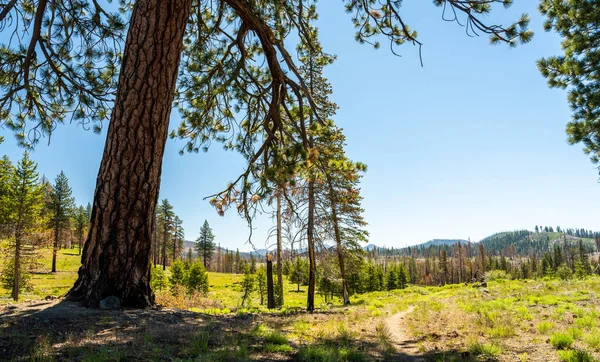Giant Pine Privides Resthe Hot Summer Day Trail Lassen Volcanic — Stock fotografie