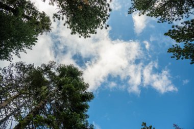 Yosemite 'deki Uzun Çamların Üzerinde Mavi Gökyüzünde Uçan Bulutlara Bakmak