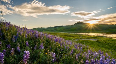 Lupin yazın Hayden Vadisi 'ndeki Yellowstone Nehri boyunca çiçek açar.