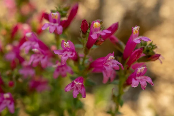 Keresem Penstemon Blossoms Sequoia Nemzeti Park — Stock Fotó