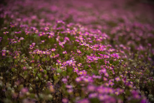 红杉林地上多毛科花卉的低角度视图 — 图库照片