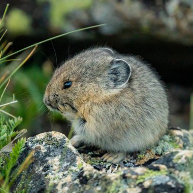 Pika, Rocky Dağı Ulusal Parkı 'nda Pençeli Bir Düşünce Düşüncesine Bakıyor.