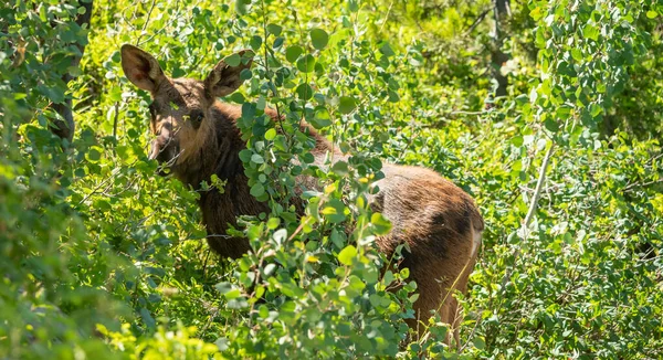 Moose Calf Ears Extended Stands Bushes Jenny Lake Trail Grand — Stock Photo, Image