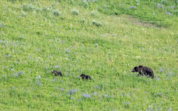 Mother Grizzly Herds Two Cubs Through Lupine Field in Yellowstone National Park