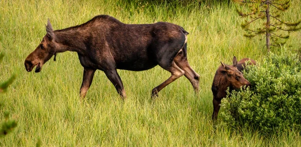 Mother Moose Calf Graze Meadow Grand Teton National Park — Stock Photo, Image