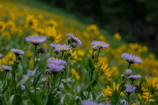 Lila Asterne Blühen Der Nähe Von Leuchtend Gelben Blumenfeldern Grand — Stockfoto